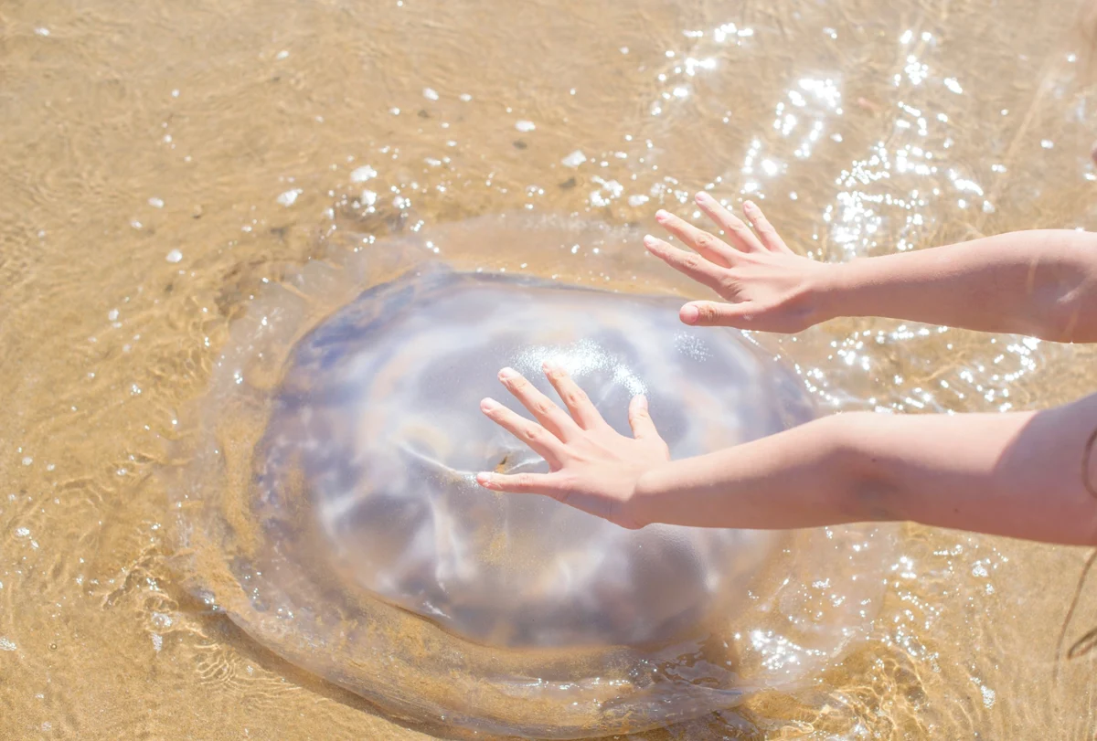 Are there jellyfish in Zanzibar