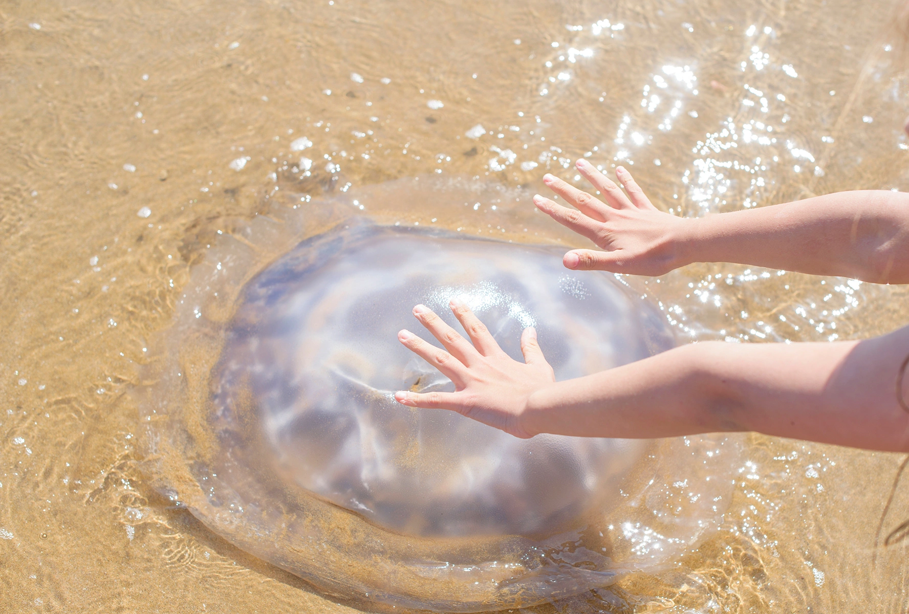 Are There Jellyfish in Zanzibar?