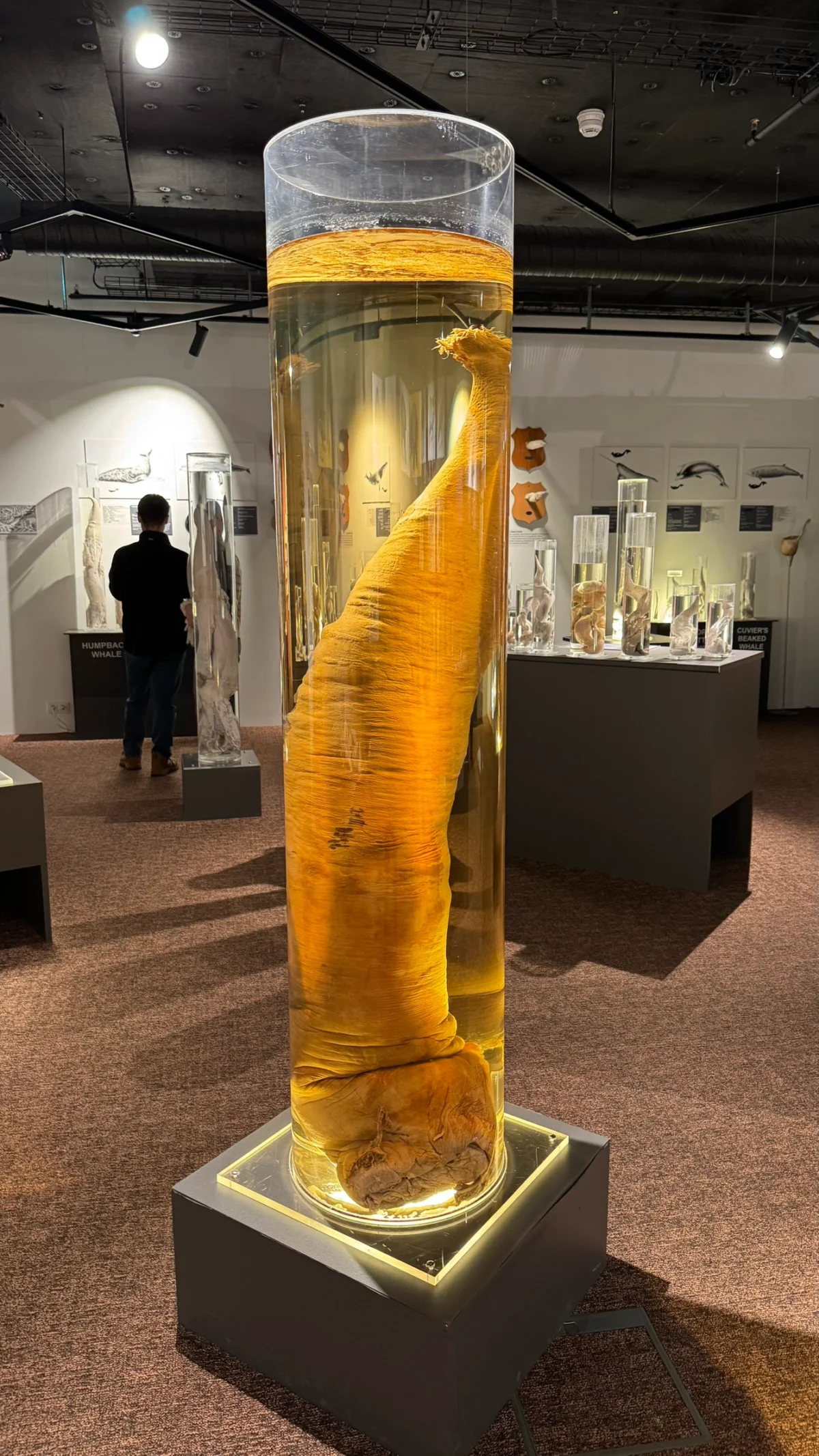 A specimen in The Icelandic Phallological Museum