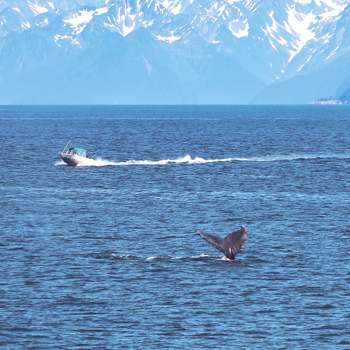 Whale on a whale watching tour in Iceland